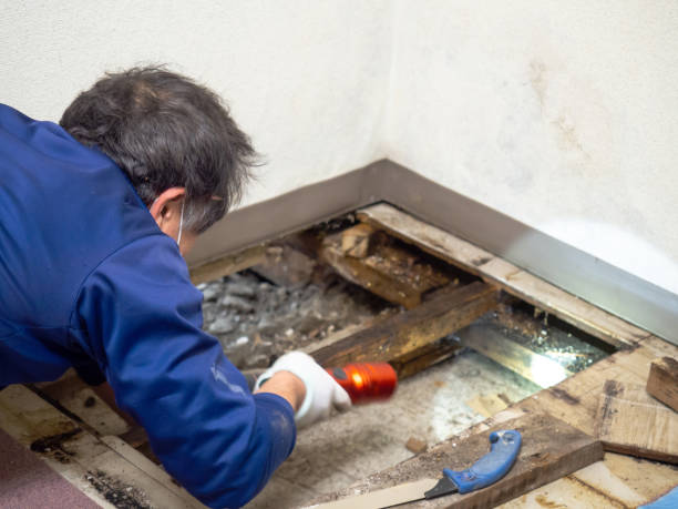 Best Certified Mold Removal  in Owensville, IN