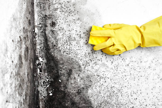Best Office Mold Removal Services  in Owensville, IN