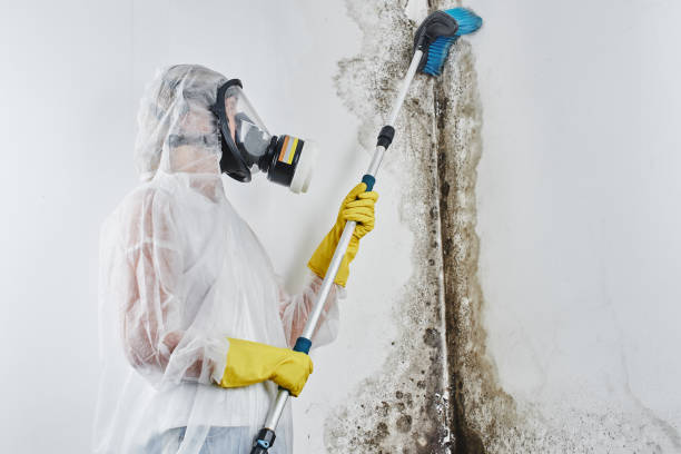Best Mold Remediation Services  in Owensville, IN