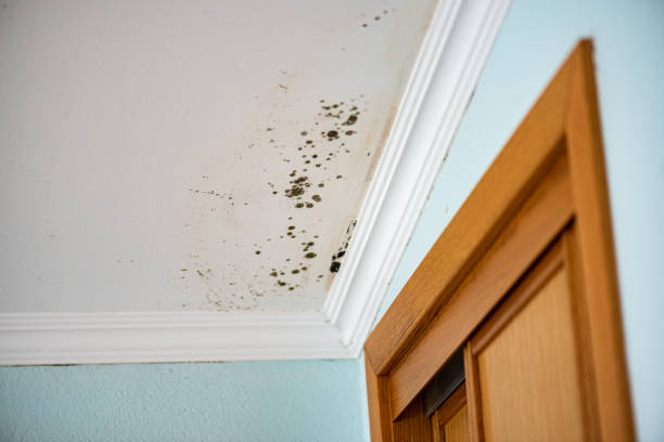 Best Crawl Space Mold Removal  in Owensville, IN
