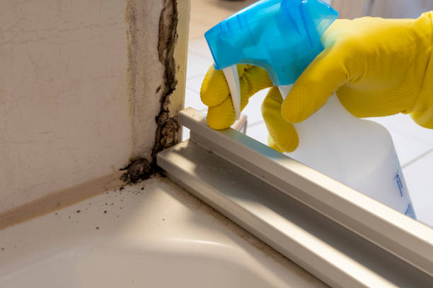Best Attic Mold Removal  in Owensville, IN