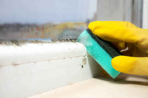Attic Mold Removal in Owensville, IN