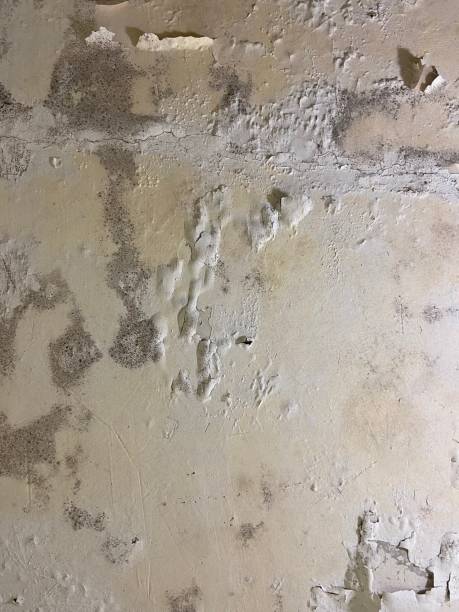Best Professional Mold Removal  in Owensville, IN